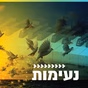 קול חי מיוזיק - ישראלי אלטרנטיבי logo