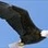 Eagle Wings Radio logo
