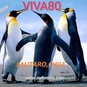 VIVA80 logo