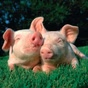 schlagerschweinchen logo