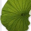 Blumen Maarsen Cam2 logo
