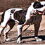 American Bulldog Radio logo