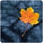 Radio Suite Network - Nature Radio Rain logo