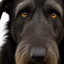 Black Irish Dog logo