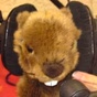 Radio Marmotte logo