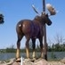Pack Moose Radio Logo