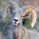 Borrego Valley Community Radio - The RAM Logo