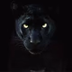 957 The Panther - WQAR-LP Logo