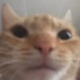 Swagcat FM Logo