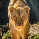 Nala Radio Logo