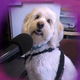 WPet Talk Radio Logo