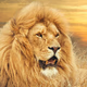 Lion FM Aruba Logo