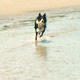 Lucky Dog Radio Logo
