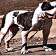 American Bulldog Radio Logo