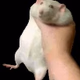 RatFM Logo
