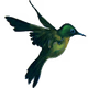 Hummingbird Radio Logo